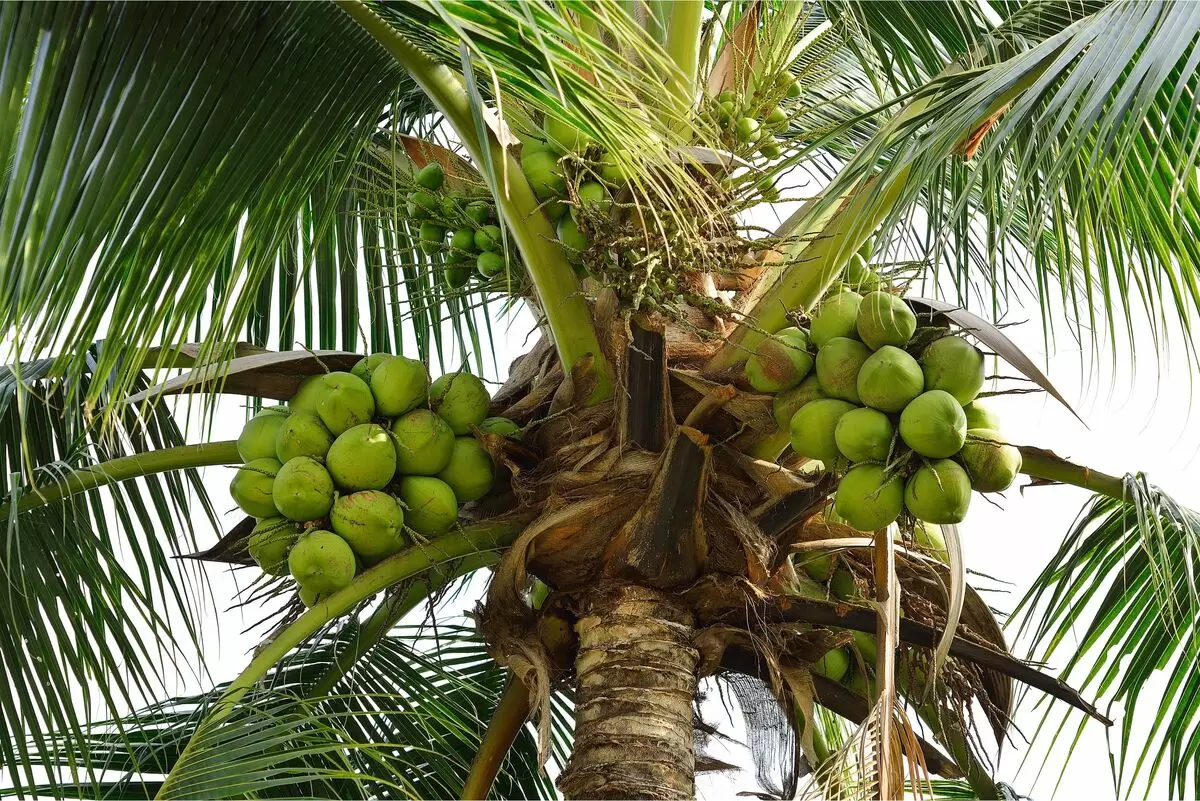 Coqueiro: O Símbolo do Verão e Sabor Tropical!