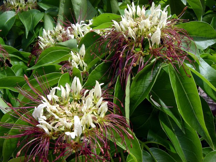 Trapiá: O Tesouro Frutífero e Medicinal da Caatinga